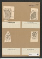Coscinodiscus apiculifer Rattr. (de-Toni-Nr.: Genus 202, Species 5127) Zeichnungen Sammlung Grunow Nr. 8885 (NHMW-BOT-W0378534)